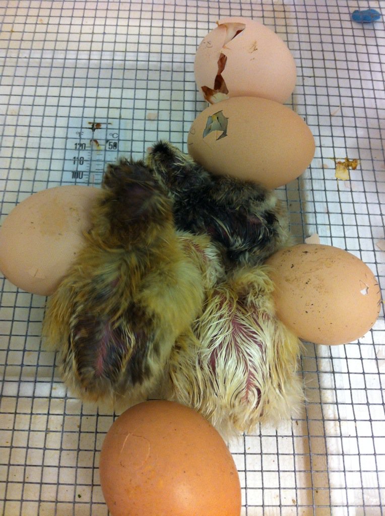 BozemanAg's tweet photo. Hatching chicks @BozemanSchool @beachji #RealVetProgram #agriculture https://t.co/tgm8Ldegvf