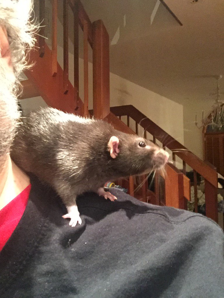 RealGDT's tweet photo. Venustiano the rat. https://t.co/KL6VE2Pood
