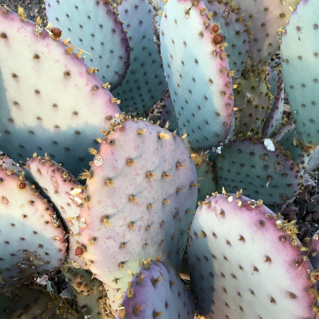 ketraberg's tweet photo. Only in Arizona #MIPS16 https://t.co/nrvGnTij3V