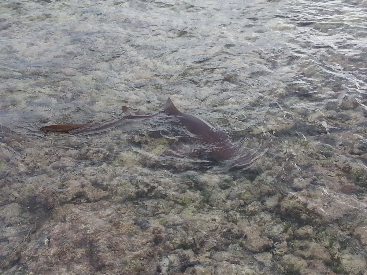 MsTig1's tweet photo. Outside Hungry Iguana #LittleCayman #caymanislands #SpotThatCayFish 13/02/16 4pm https://t.co/3sP2CvdCFQ
