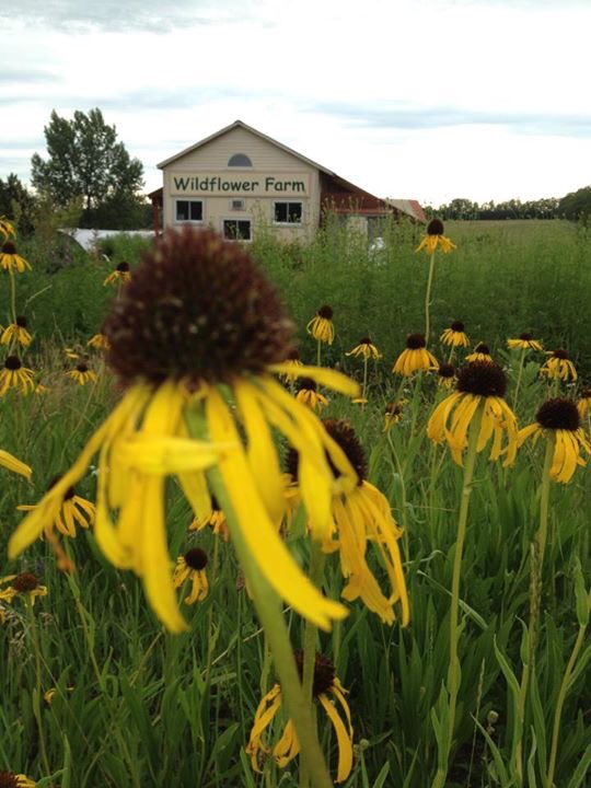 miriamwildflr's tweet photo. Ozark Coneflower - Bright yellow cousin to Purple Coneflower https://t.co/kyaHiTzg2D #coneflower #pollintors https://t.co/gnp7hW6SGs
