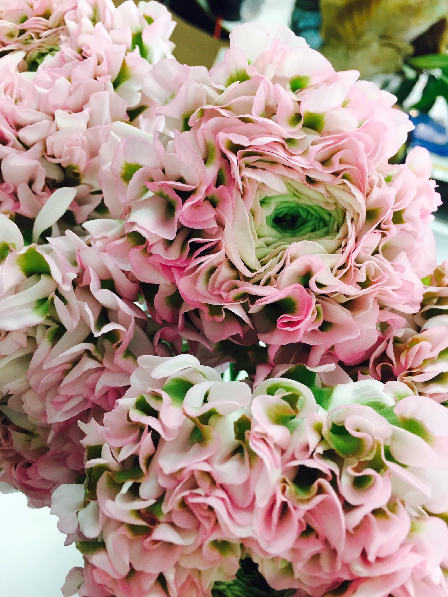 Inoflowers Inoflowers Twitter
