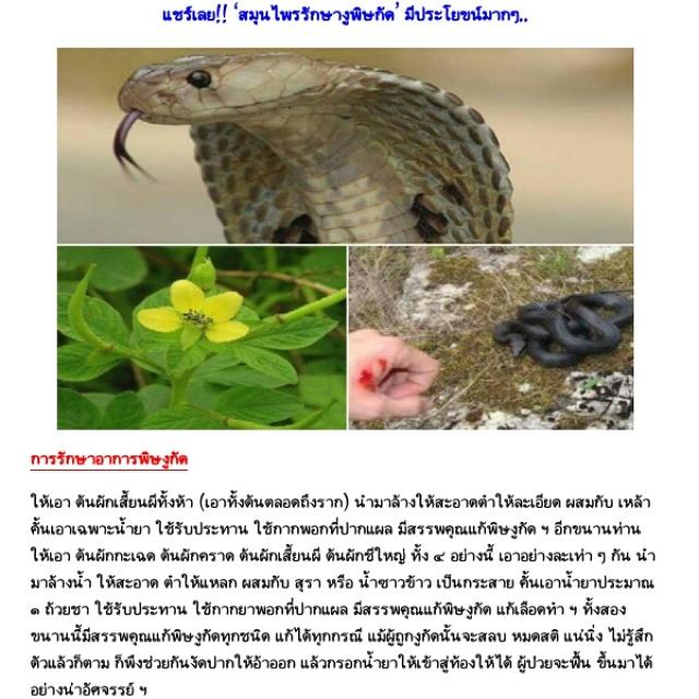 boga_andi's tweet photo. Cara ampuh obati bisa ular jenis apapun ala Thailand.
Retweet y. https://t.co/GdE8ldttzO