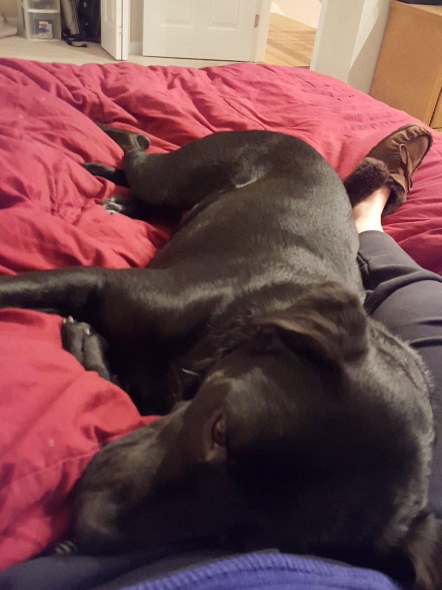 MsFranklinELA's tweet photo. Trek snuggles are the best on a snowy night  #RescueDog #adoptdontshop https://t.co/1YEu51eb2O