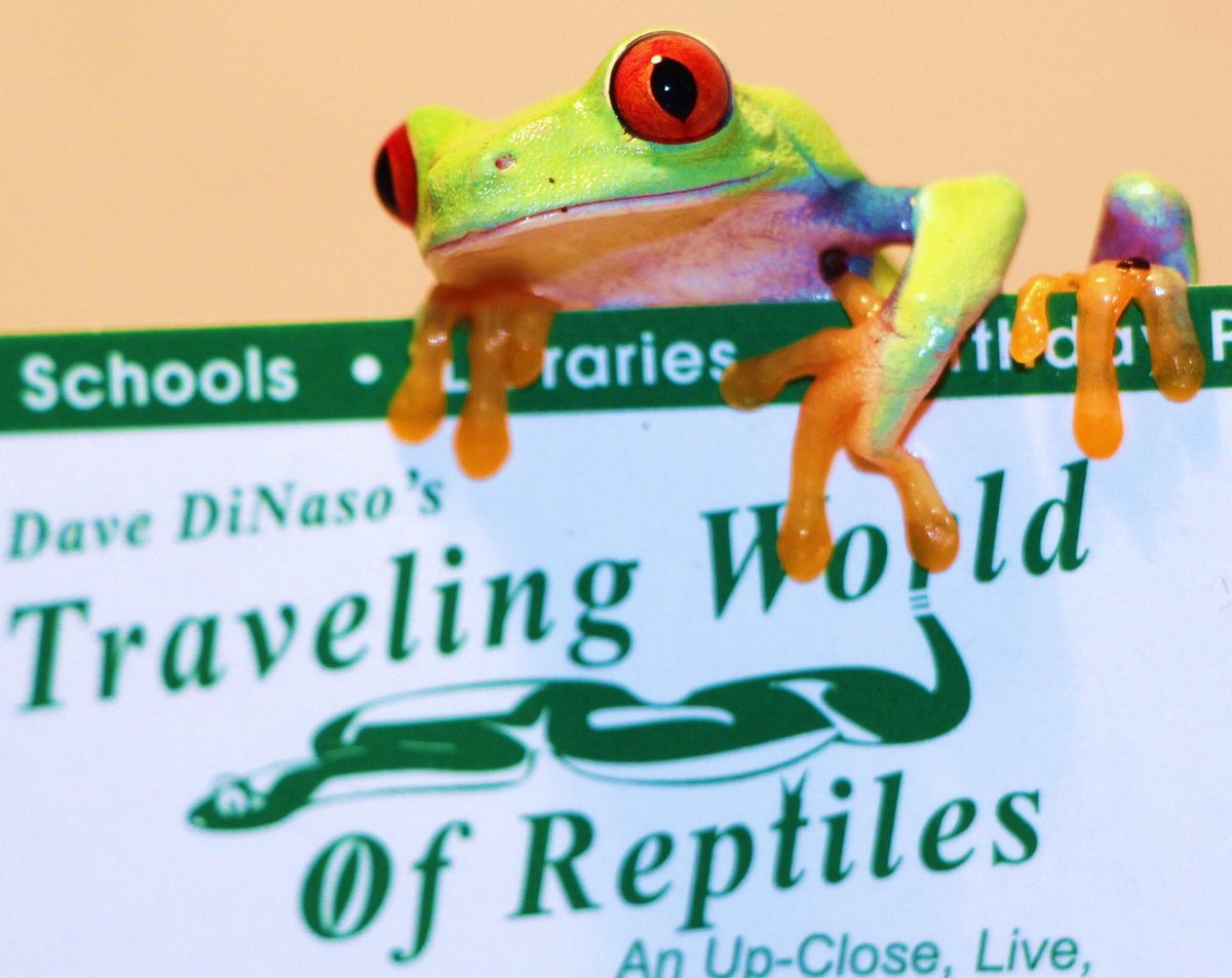 TWORChicago's tweet photo. We hired this #beautiful red eyed tree frog to #advertise for us #Chicago #reptiles #twor https://t.co/9RNrISipIN