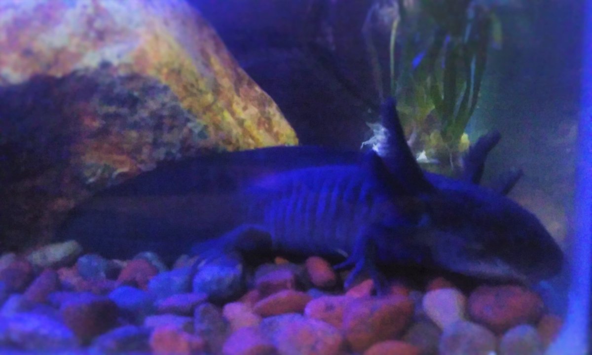 FrankPesas's tweet photo. #miprimerTweet  #AXOLOTE #AMBYSTOMAMEXICANUM #LIFEEXOTIC             Ella es xochi... https://t.co/XuJQ4uQirO