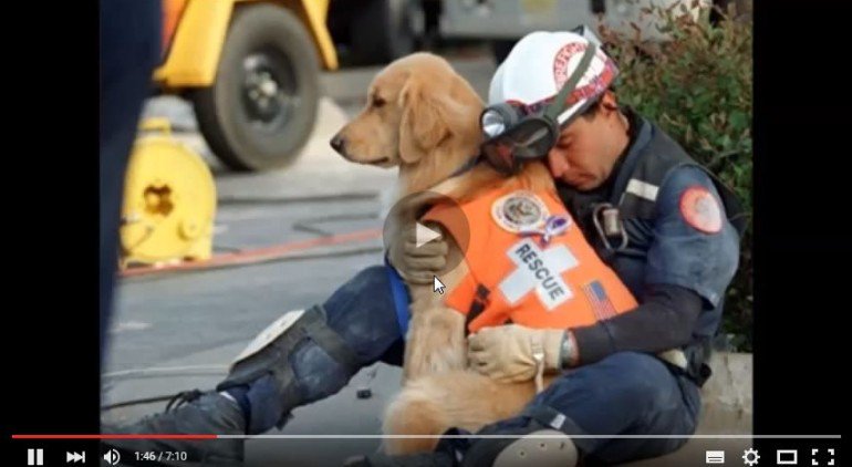 犬の感動ストーリー専用アカ 感動 動画 東日本大震災 災害救助犬の真実 災害救助犬の真実 あなたは知っていますか 動画はこちら T Co Iliwooyho5 T Co 5dvddqymvd