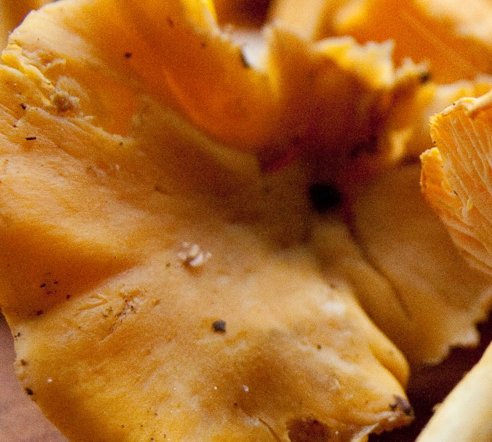 brusselslof's tweet photo. Een heerlijk ingrediënt voor verschillende gerechten. Maar wat is het? https://t.co/pPf2ry03S7