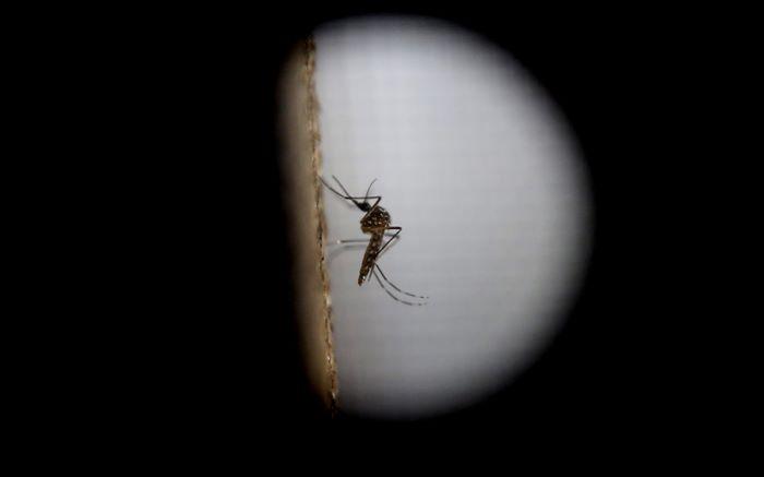 ewnupdates's tweet photo. Health Dept ready to tackle Zika virus https://t.co/6FJ6WlWmYt https://t.co/W9tUjZsliH