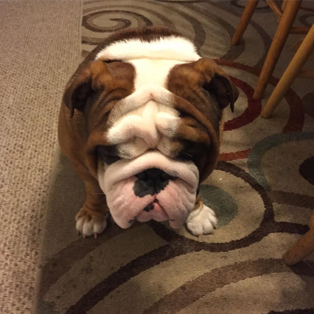 MiloTheChug's tweet photo. ""Is it the weekend yet?" #blox #bloxthebulldog #ilovemybully #precious #wrinkleface #wrin… https://t.co/PvA8QKhnYJ https://t.co/SUYalCorLQ