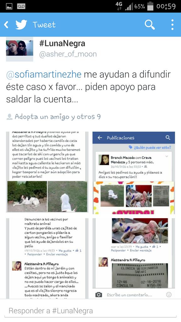 asher_of_moon's tweet photo. @presenciaanimal me ayudan please busca ht p/ rescatarlo es perro viejito otro ya murió. su familia los dejó. d.f. https://t.co/AMjZNeD8ts