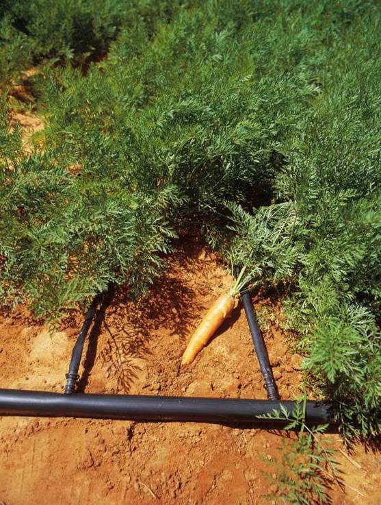 Havuç bitkisinin iyi bir biçimde gelişmesi için sulamanın devamlı ve aynı düzeyde olmasına dikkat edilmesi gerekir.