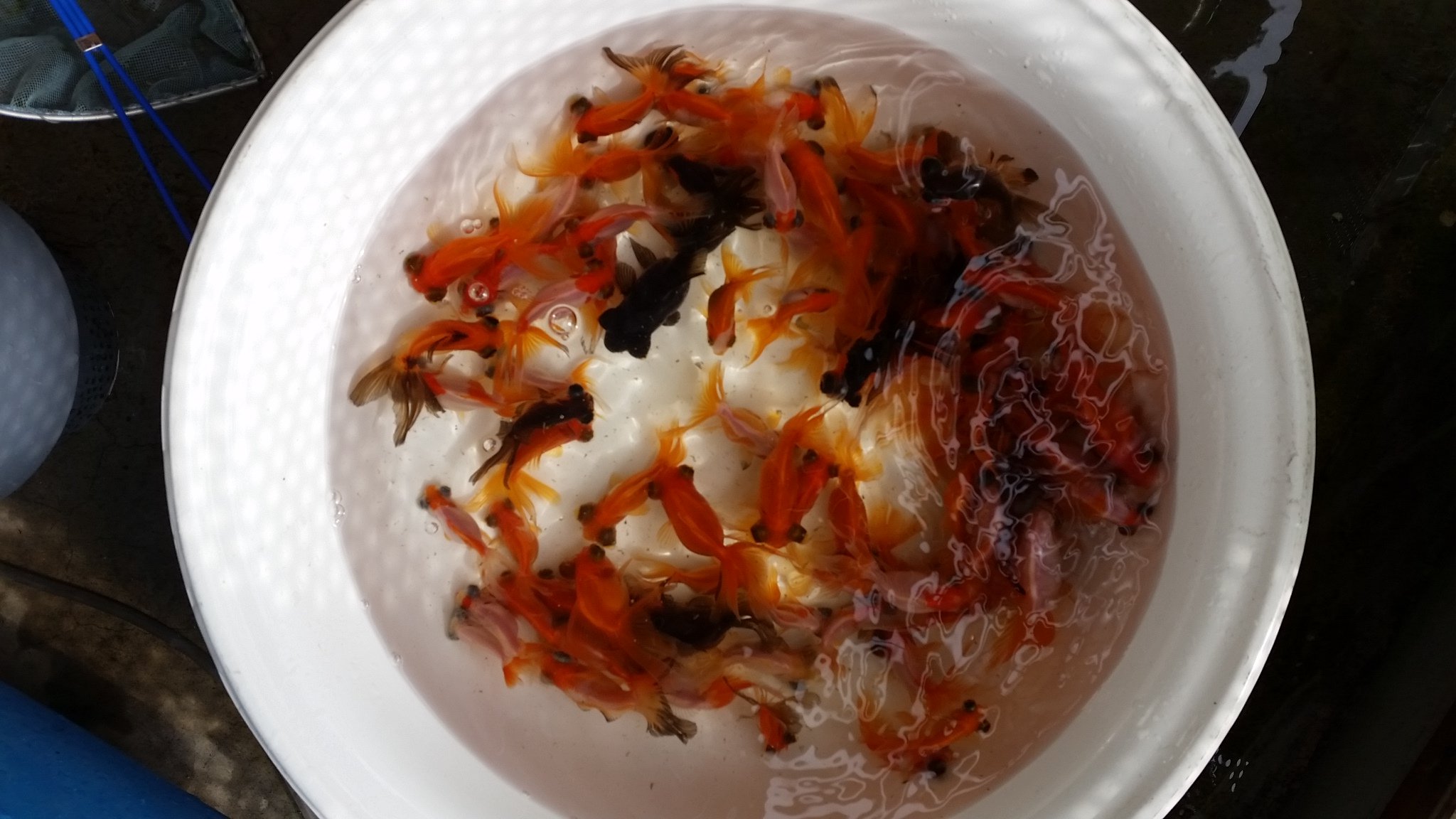 تويتر とこや على تويتر 昨日 自宅金魚部屋90cm水槽を金魚入れ換えの為に久しぶりに金魚を出して水換えした スポンジフィルター 2xlとlが各1 だけのろ過で画像の金魚90匹も飼育してました この子達は他に分散して今度の90cm水槽は匹に T Co