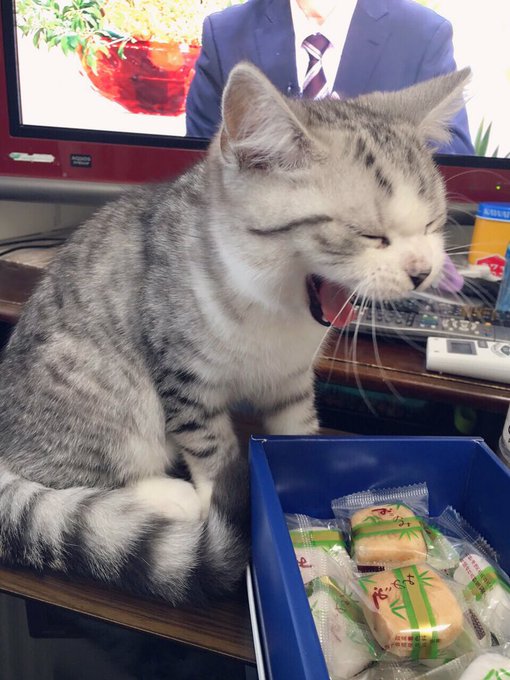 アッキー( @akiho_yoshi  ) がうちの子を抱いてくれた事件簿(&acute;；&omega;；｀)❤️ はまちくん、アンタ勝ち組男子だよ(&acute;；&omega;；｀) https://t.co/3vyH9Ct38x<a class="tags" target="_blank" title="On Twitter" href="/?out=eyJ0eXAiOiJKV1QiLCJhbGciOiJIUzUxMiJ9.eyJpYXQiOjE3MjY4OTI2NTEsImlzcyI6InR3cG9ybnN0YXJzLmNvbSIsIm5iZiI6MTcyNjg5MjY1MSwiZXhwIjoxNzU4NDI4NjUxLCJyZWRpcmVjdF91cmwiOiJodHRwczovL3R3aXR0ZXIuY29tL2FraWhvX3lvc2hpIn0.rcJnbzUR7ZkDy0QhtcmAfdYnDuzg1RK0BOK6lK1S_HHU4Sz5C0IWcRi57mcD4Biz1xQbXNLJwdo19oq9DG7Zug">@akiho_yoshi</a><a href="/tag/%E3%81%84%E3%81%84%E3%81%8A%E5%B0%BB%E3%81%AE%E6%97%A5"class="tags"><span>#いいお尻の日</span></a>