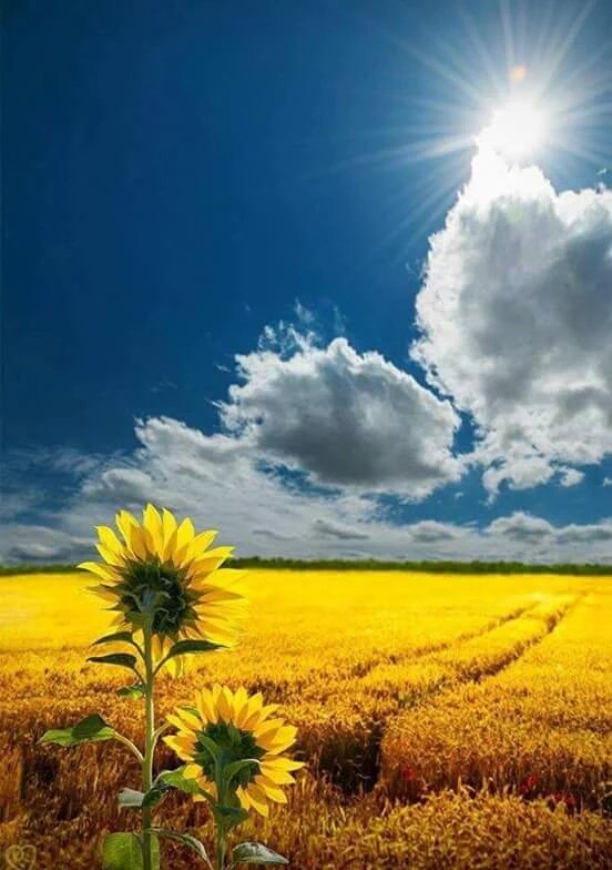 <a href="/marienassar_/">Marie Nassar</a> 
Good morning :-)) 🌻🌻