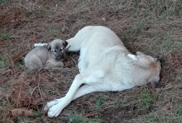 Anne köpeğe tecavüz edip boynunu kırdılar iddiası buff.ly/1QCQ3pf