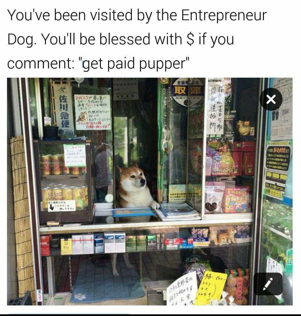 joshuabiggs's tweet image. Greetings #dogecore #pupper #entrepreneur #blessed