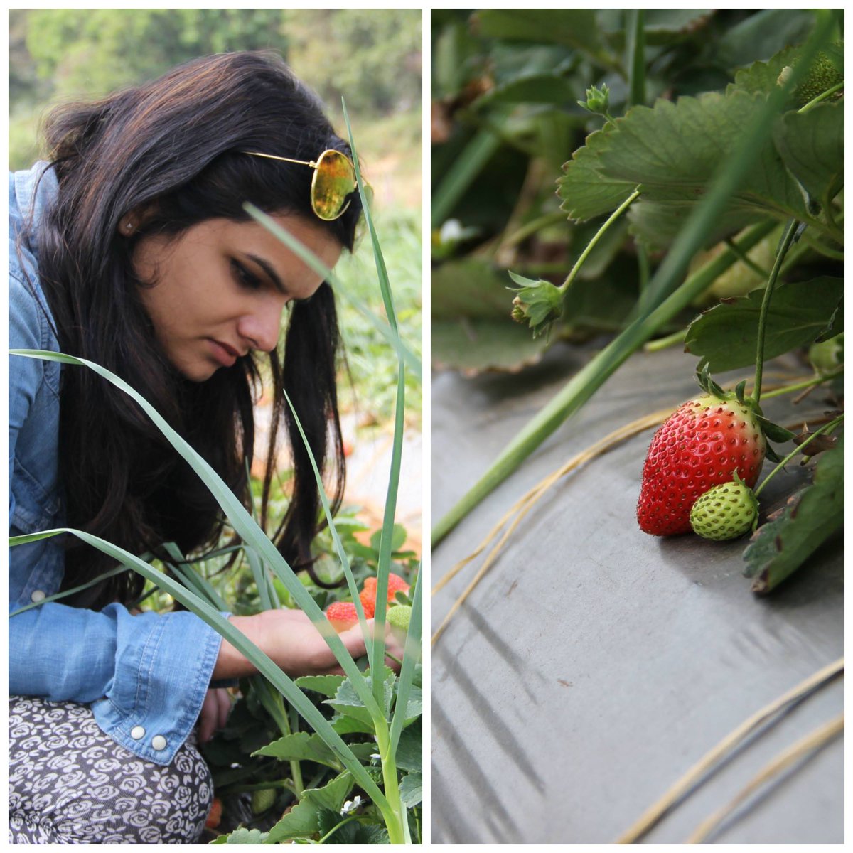 RT x.com/DivyaShandilya… A sneak peek from our journey to the land of strawberries!
#travelblogger #travelideas…