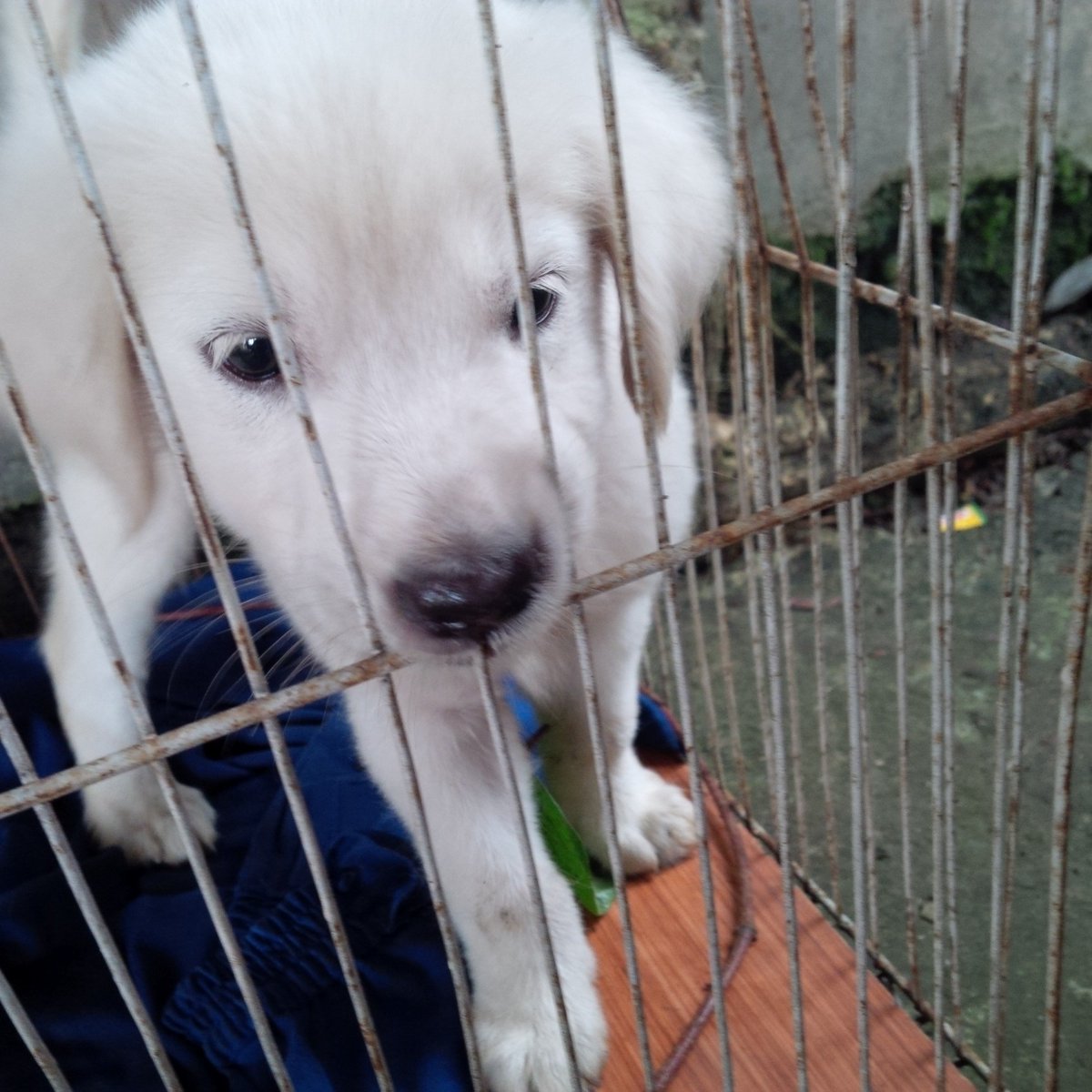 Agiltandiera's tweet photo. My sweety Goldie https://t.co/QNiJFXReWF