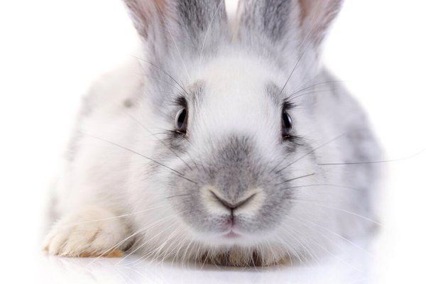 iMichelleSIC's tweet photo. VIDEO: Please share this video to #MakeItFake For The Animals' Sake https://t.co/uAmlpZLTgd #nofur https://t.co/NB05gl9d6s