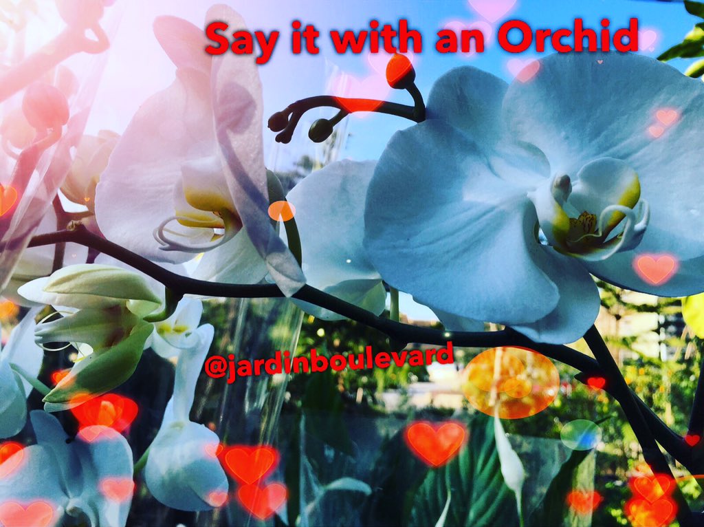 jardinboulevard's tweet image. Find us in #Zalka call 70909933 book your #Orchid for 20$ ONLY