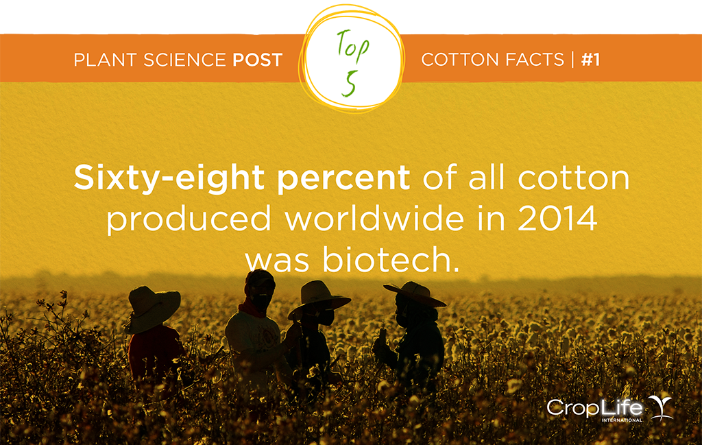 0f073892fb20425's tweet photo. #DYK 68% of all cotton produced worldwide in 2014 was #biotech? #PlantScienceTextiles https://t.co/JOC8ZnR1E4