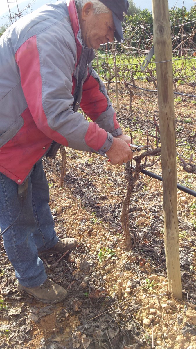 DOMAINESKOURAS's tweet image. Pruning is going on!
@ENOAP1 #Skouras #SkourasWines #PeloponnesianWines #winesofpeloponnese #winenews