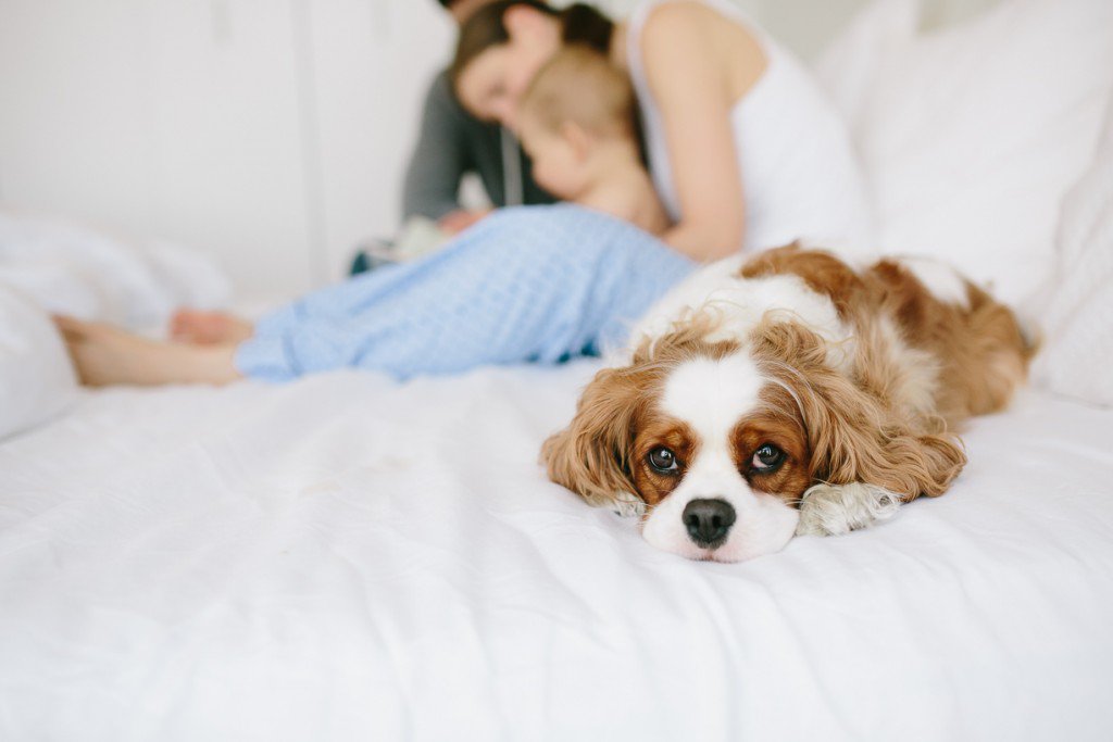 ChildOpedia's tweet photo. Family Bed - https://t.co/ODgTE6qHGn #Bonding #Cosleeping #Intimacy #Natural https://t.co/1n6oUetcsn