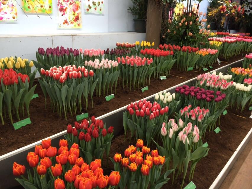 HollandBulbs's tweet photo. Checking new Tulip varieties this morning.
#driebanflora #tulip #flowers #pretty @JandinoAsporaat #dutchgrown https://t.co/jiGliGvebb
