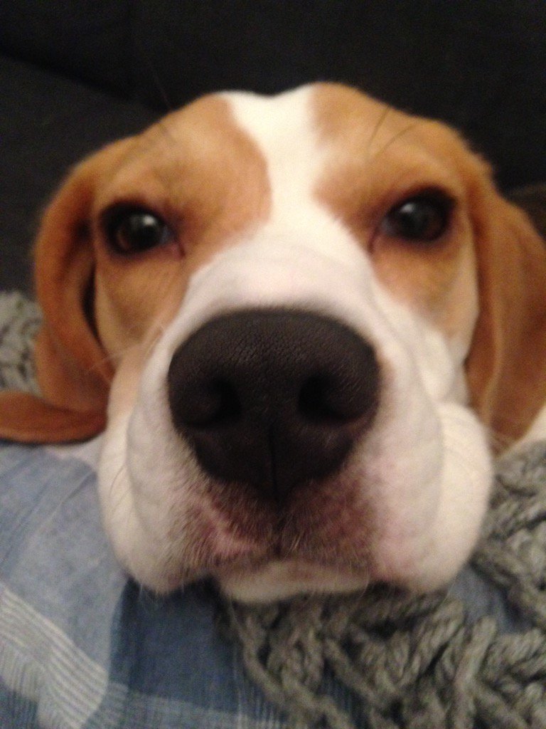 tilda_beagle's tweet photo. #morning https://t.co/97wiC0GohA