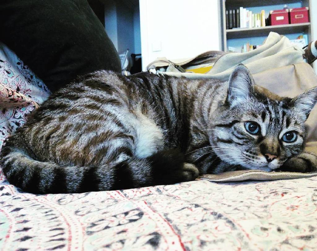 _Quimi_'s tweet photo. #BichoBola contento viendo que hoy no me voy de casa. #cat #gatete #instacats #chat #catgr… https://t.co/sZtfcL4rzf https://t.co/vVggRNLCDy