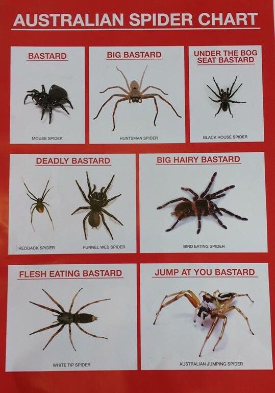 Canada Spider Chart