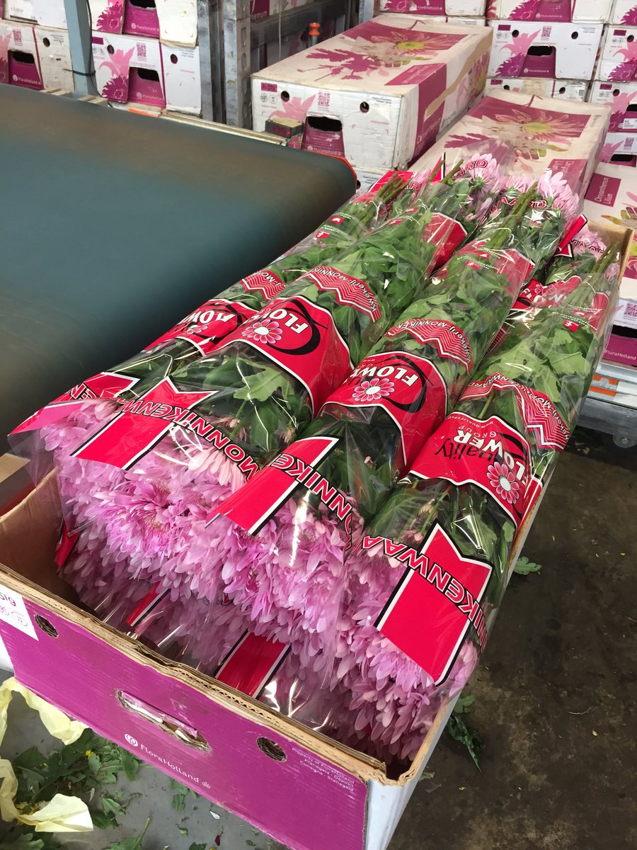 Monnikenwaard's tweet photo. Vanaf maandag prachtige Bretagne Pink op de klok 75 gram! #chrysant https://t.co/pfBY9iaqNm