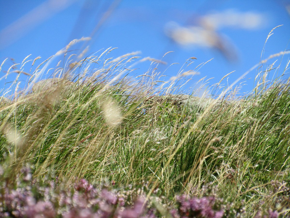 WeLoveEarthTwts's tweet photo. Today's story is about... Yes! Grass! Because it deserves some attention! -> https://t.co/dDY2D46DSk #WeLoveEarth https://t.co/gWHl6sIQNe