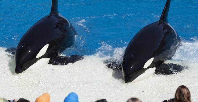 gambino_gm's tweet photo. Rt+Sign✅➡️🅰CT Now to End #OrcaCaptivity in the #US https://t.co/NYyVbbCXof #CaptivityKills #Blackfish #OpWhales 🐳🐬🐋 https://t.co/OQoJS2FgEi