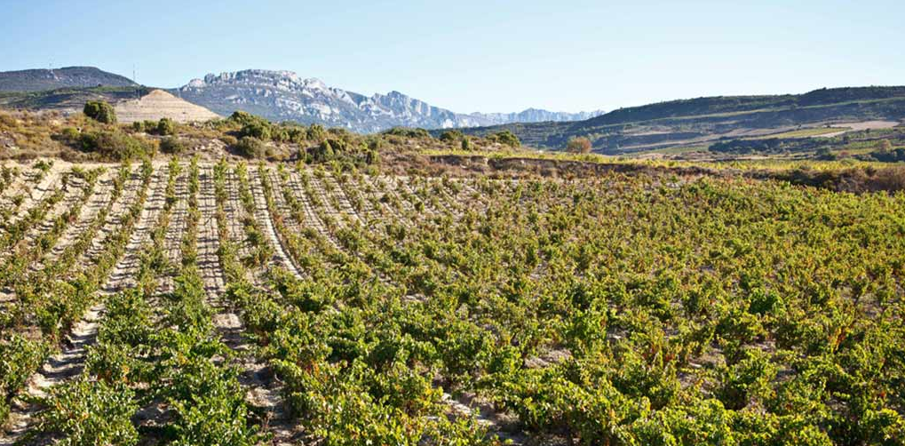 bodeboca's tweet photo. Exopto, un proyecto que demuestra que todavía hay zonas de #Rioja por explorar en el vino https://t.co/2d4Z5C2iBG https://t.co/1VP6DNEfIq