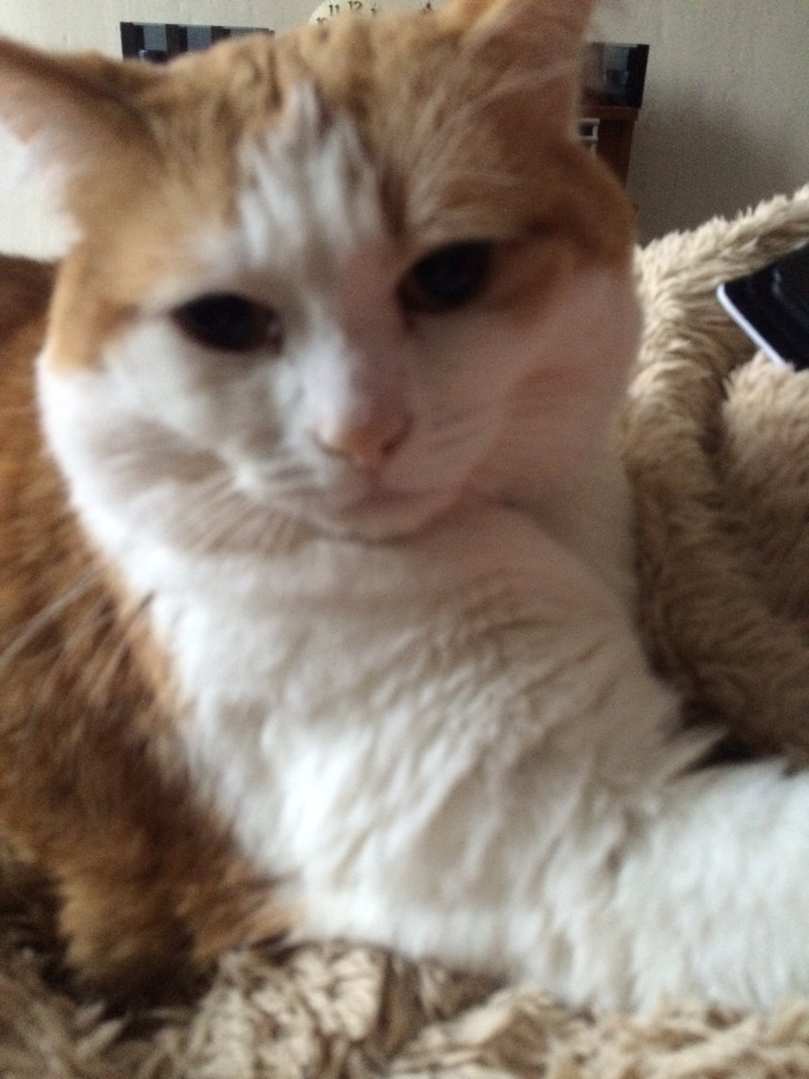 BellaGingerCat's tweet photo. Have a furry good weekend kitties 😻 show your humanz you luv them ❤️ #CatsOfTwitter #catstagram https://t.co/rzE4jcnAE2