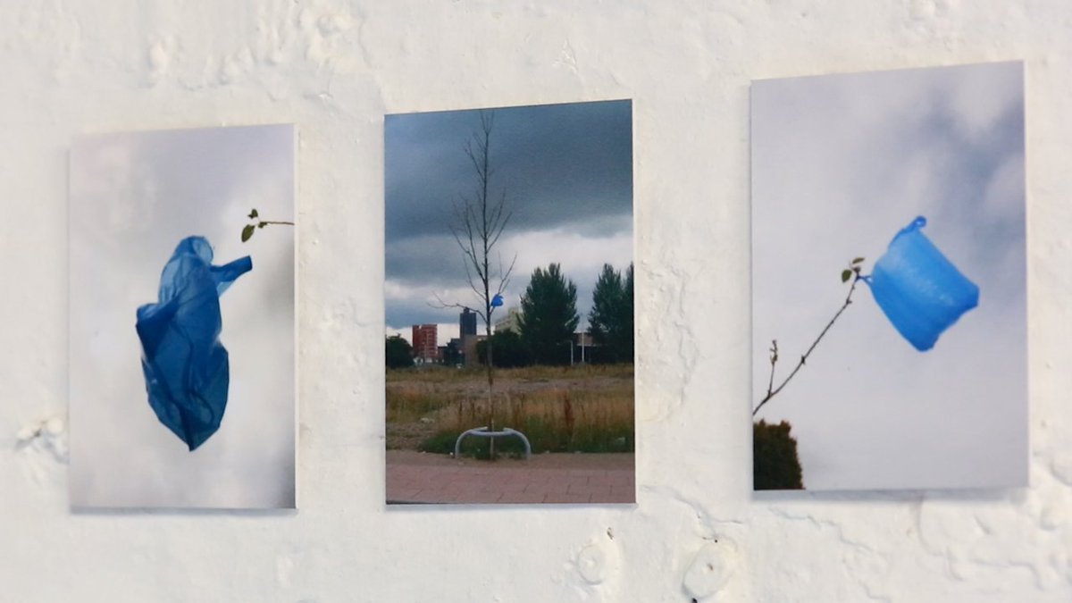 EveryPicFilms's tweet image. It's all about the Turquoise Bag in a Tree @turquoisebag