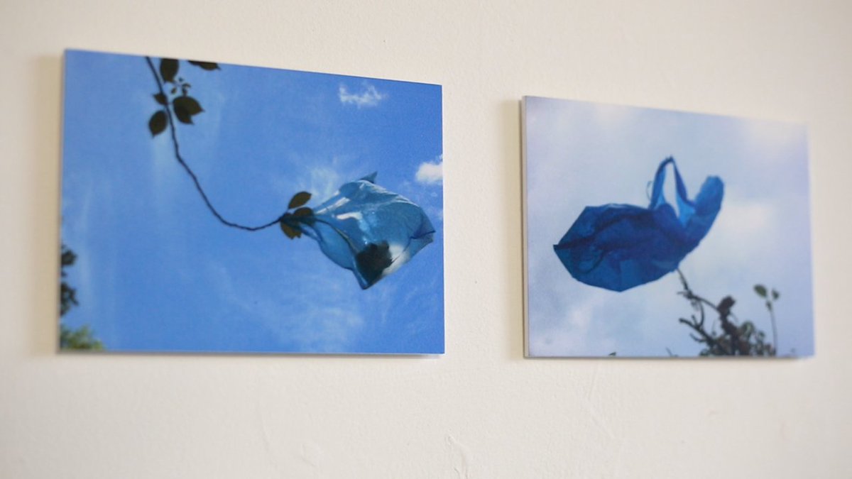 EveryPicFilms's tweet image. It's all about the Turquoise Bag in a Tree @turquoisebag