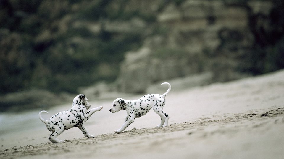 BestDog_Food's tweet photo. Bonding- the Puppy Way!
#Freshpet #Dogs #Doglovers https://t.co/4ZerOusL8V