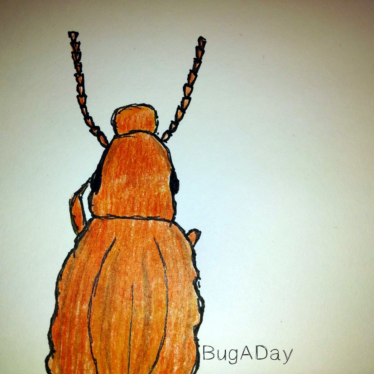 pencil_roll's tweet image. BugADay: The Saw-toothed Grain Beetle eats dried fruits &amp;amp; cereals.
#BugADay #insects #beetle #drawing #nature #bugs