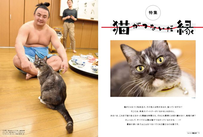 クール 吉川美代子猫 クール 吉川美代子猫