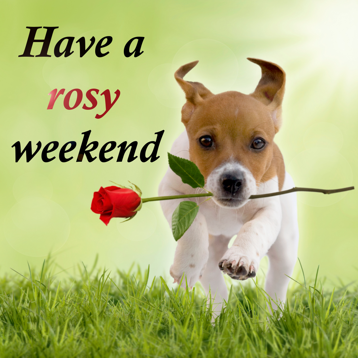 We hope you have a rosy weekend!