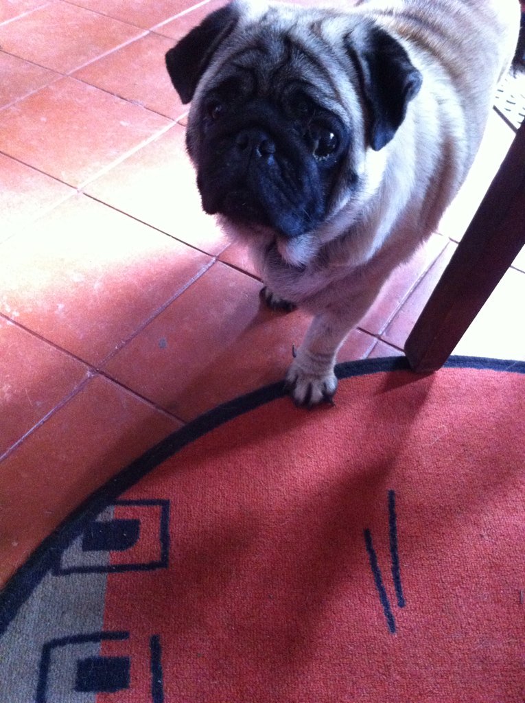 manjulasidhan's tweet photo. #Pugmon...Planning the afternoon #siesta https://t.co/XyeY2jCLDR