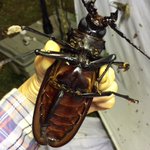 【グロ注意】15cm超のゴキブリのような虫が登場...がん見できないヤツや...