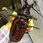 【グロ注意】15cm超のゴキブリのような虫が登場...がん見できないヤツや...