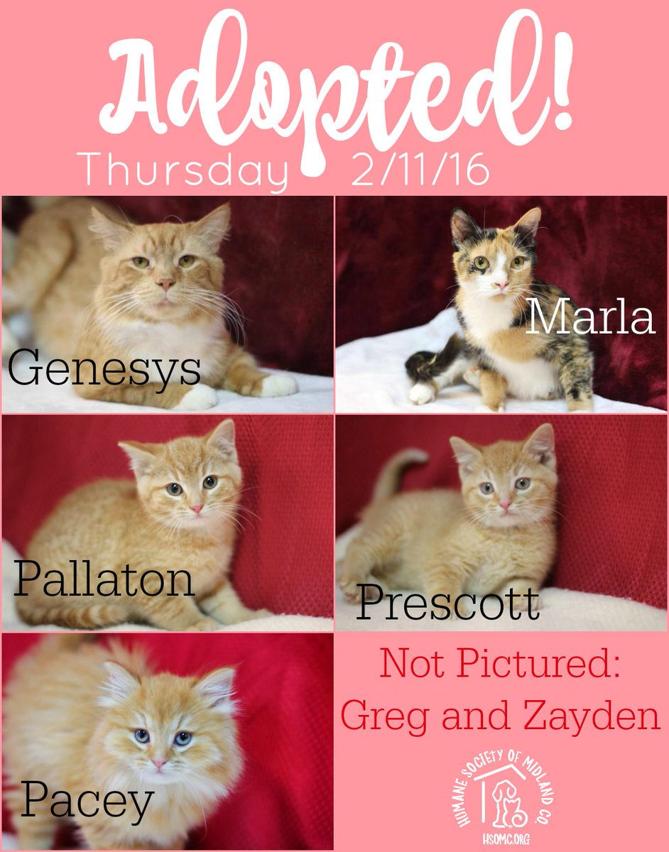 HSoMC's tweet photo. It was a good day to be a feline yesterday at HSoMC! #adopted #foreverhomes #hsomc https://t.co/4kP6iubOFq