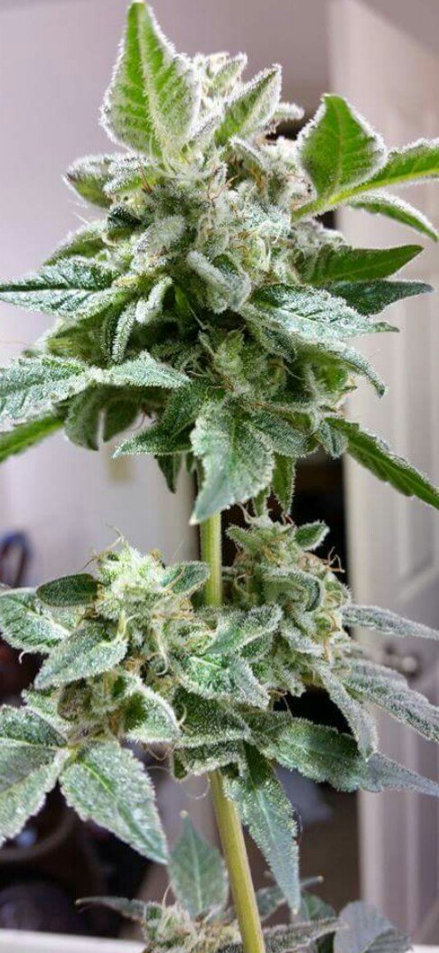 Rb1Bailey's tweet image. Goodmorning friends of #RayBo
Strain..GirlScoutJones (GSC pheno)
@raymond.bailey