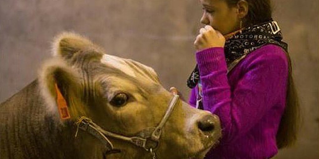 sarahbest's tweet image. Can't stop thinking about this poor blind steer, sold for slaughter. #SaveOatmeal More here: thepetitionsite.com/114/239/995/pl…