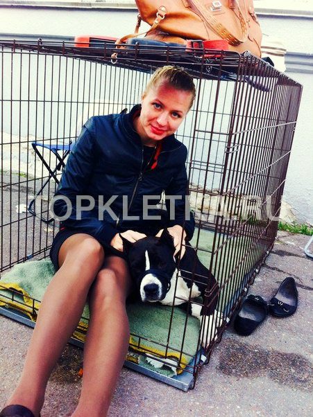 WORLD DOG SHOW 2016 topkletka.ru/index.php?rout…